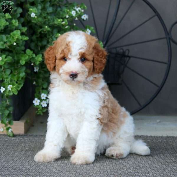 Kayla – F1B, Mini Bernedoodle Puppy