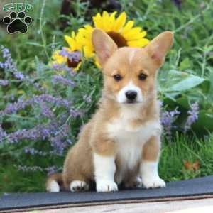 Kayla, Pembroke Welsh Corgi Puppy
