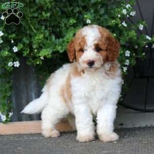 Kayla – F1B, Mini Bernedoodle Puppy