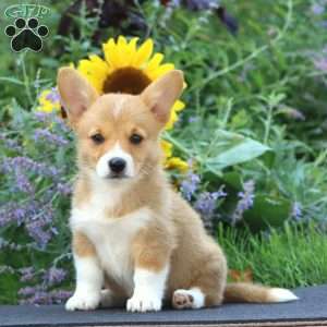 Kayla, Pembroke Welsh Corgi Puppy