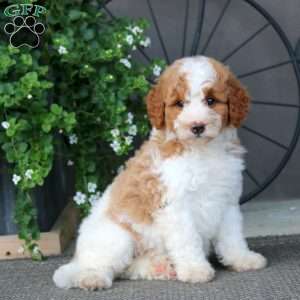 Kayla – F1B, Mini Bernedoodle Puppy