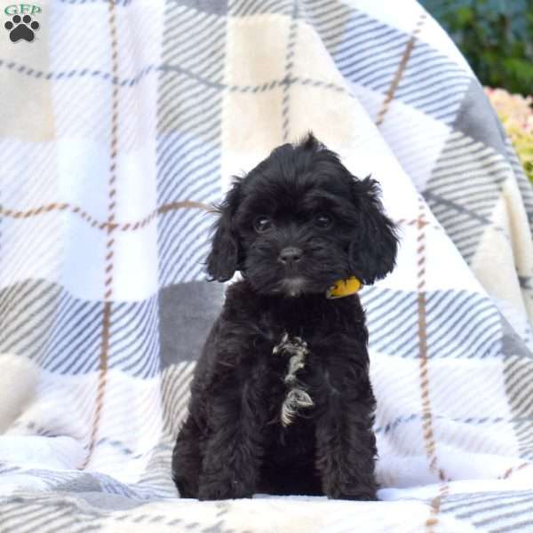 Kaylie, Cavapoo Puppy