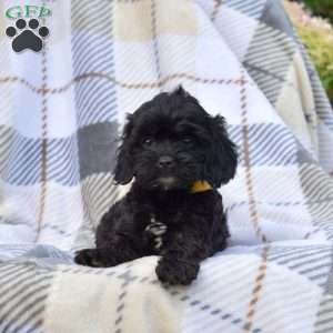 Kaylie, Cavapoo Puppy