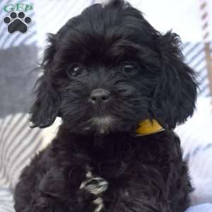 Kaylie, Cavapoo Puppy