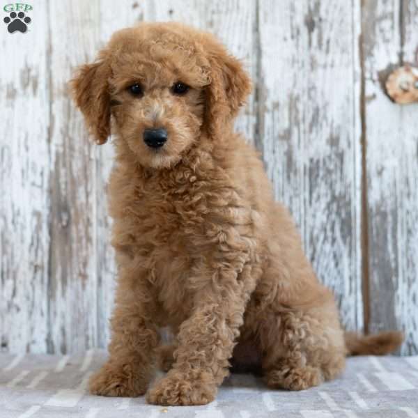 Keesha, Mini Labradoodle Puppy