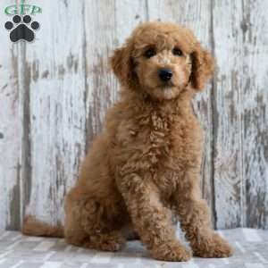 Keesha, Mini Labradoodle Puppy