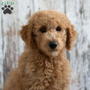 Keesha, Mini Labradoodle Puppy