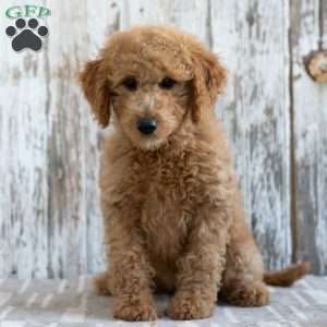 Keesha, Mini Labradoodle Puppy