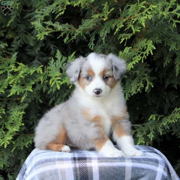 Kelly, Miniature Australian Shepherd Puppy