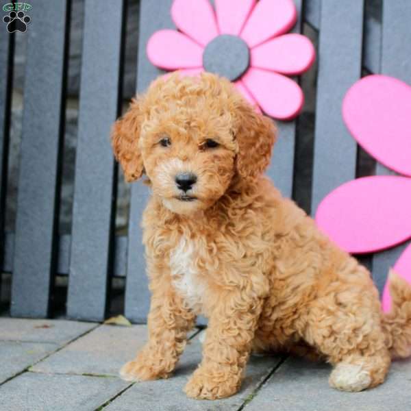 Kelly, Mini Goldendoodle Puppy
