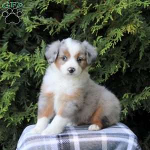 Kelly, Miniature Australian Shepherd Puppy