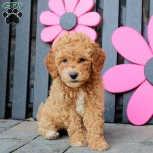 Kelly, Mini Goldendoodle Puppy