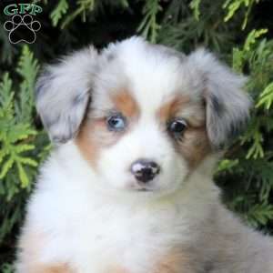 Kelly, Miniature Australian Shepherd Puppy