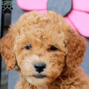 Kelly, Mini Goldendoodle Puppy