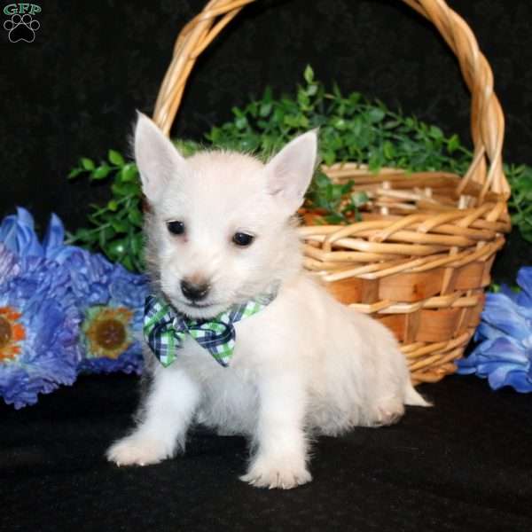Kelson, West Highland Terrier Puppy