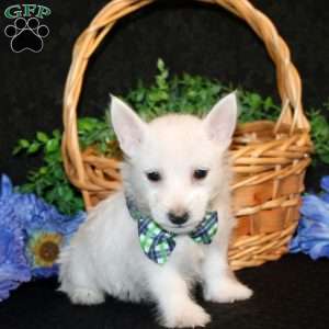 Kelson, West Highland Terrier Puppy