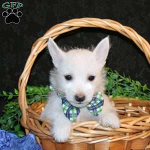 Kelson, West Highland Terrier Puppy