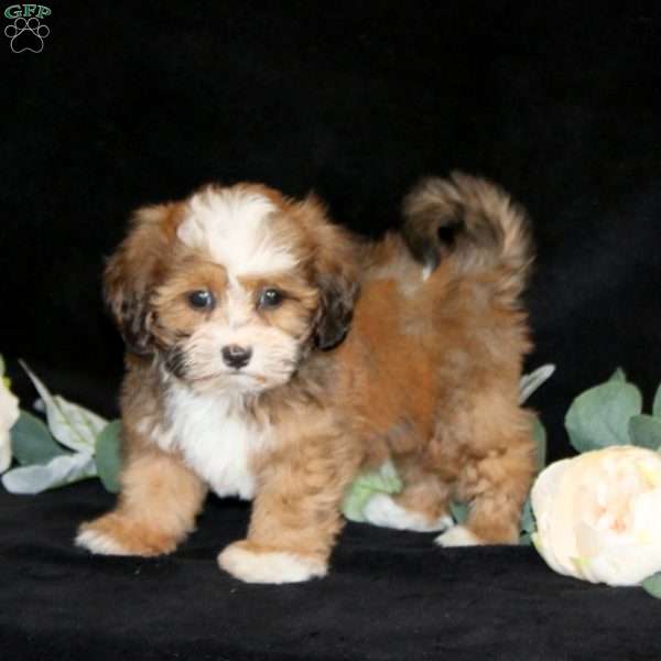 Kendrick, Shih-Poo Puppy