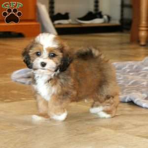 Kendrick, Shih-Poo Puppy