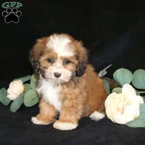 Kendrick, Shih-Poo Puppy
