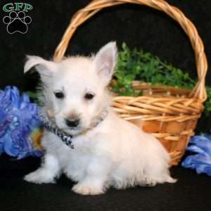 Kendrik, West Highland Terrier Puppy