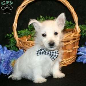 Kendrik, West Highland Terrier Puppy