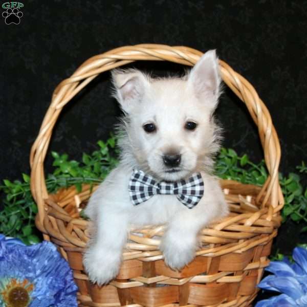 Kendrik, West Highland Terrier Puppy