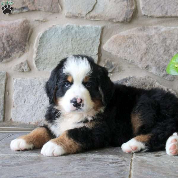 Kenneth, Bernese Mountain Dog Puppy