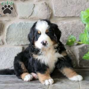 Kenneth, Bernese Mountain Dog Puppy