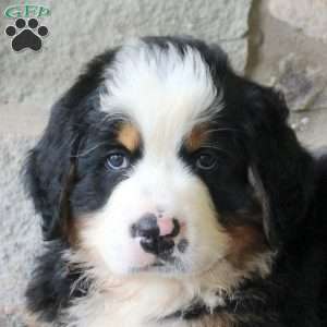 Kenneth, Bernese Mountain Dog Puppy