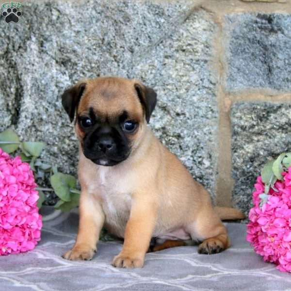 Kent, Jug Puppy