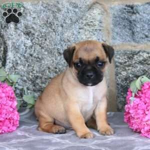 Kent, Jug Puppy