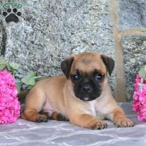 Kent, Jug Puppy