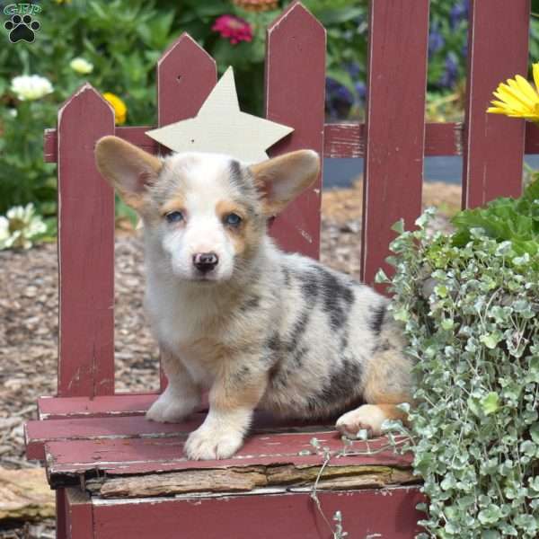 Kenzie, Pembroke Welsh Corgi Puppy