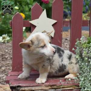 Kenzie, Pembroke Welsh Corgi Puppy