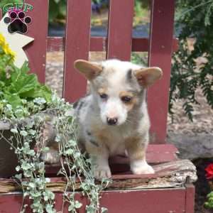 Kenzie, Pembroke Welsh Corgi Puppy