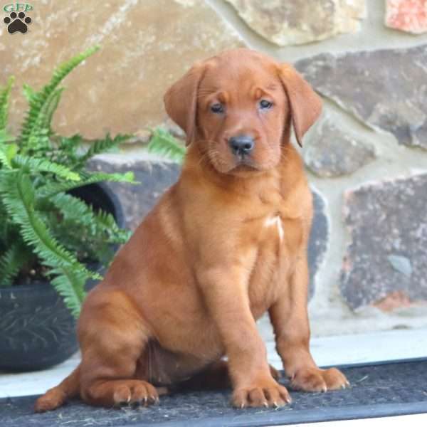 Kenzie, Fox Red Labrador Retriever Puppy