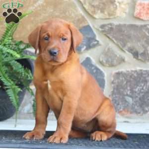 Kenzie, Fox Red Labrador Retriever Puppy