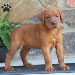 Kenzie, Fox Red Labrador Retriever Puppy