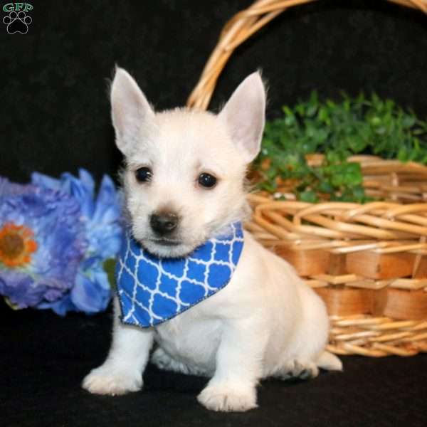 Keon, West Highland Terrier Puppy