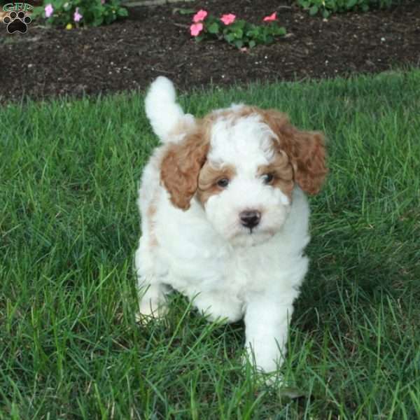 Kermit, Mini Goldendoodle Puppy