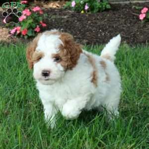 Kermit, Mini Goldendoodle Puppy