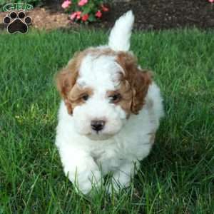 Kermit, Mini Goldendoodle Puppy