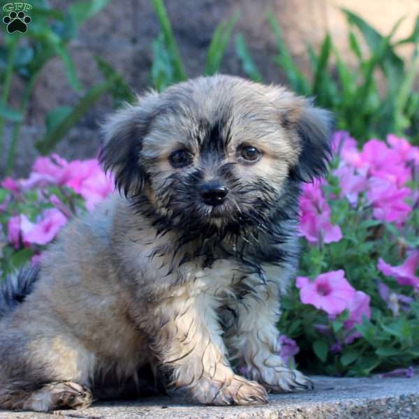 Kevin, Teddy Bear Puppy