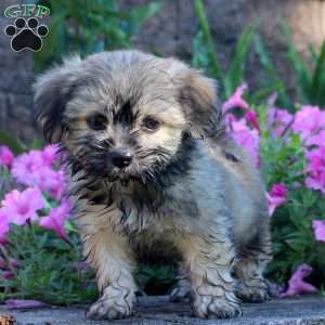Kevin, Teddy Bear Puppy