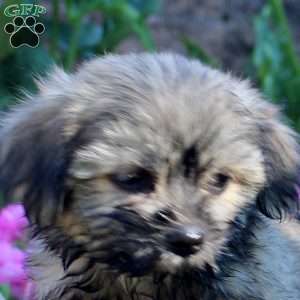 Kevin, Teddy Bear Puppy