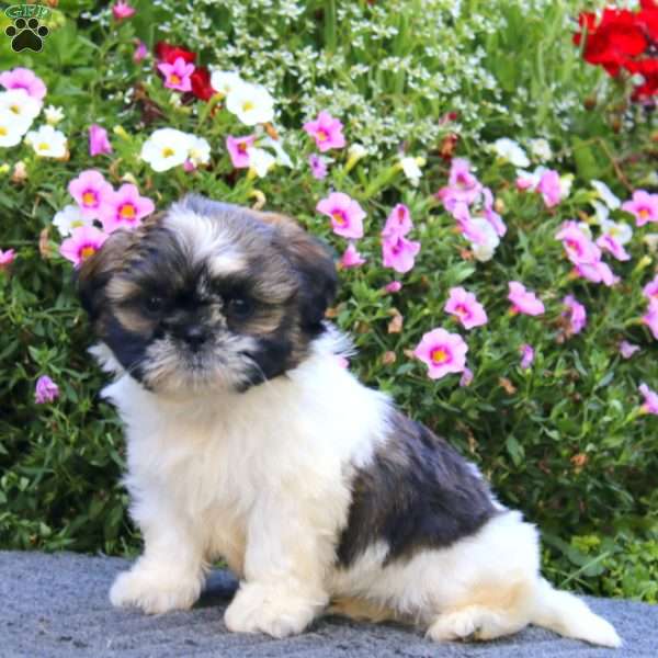 Kevin, Shih Tzu Puppy