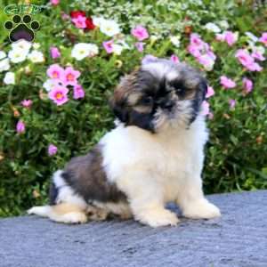 Kevin, Shih Tzu Puppy