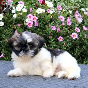 Kevin, Shih Tzu Puppy