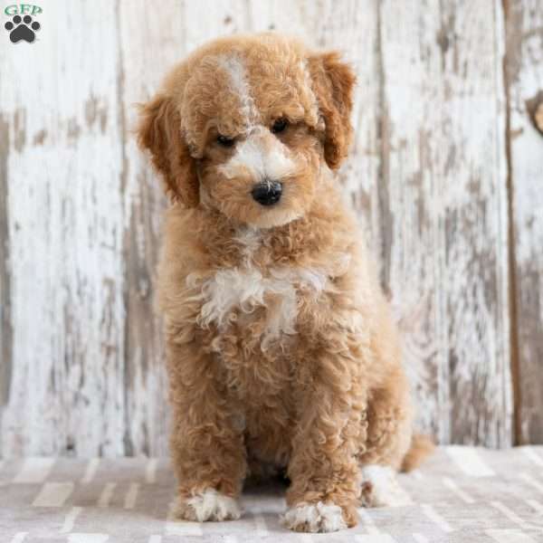 Kezia, Mini Labradoodle Puppy